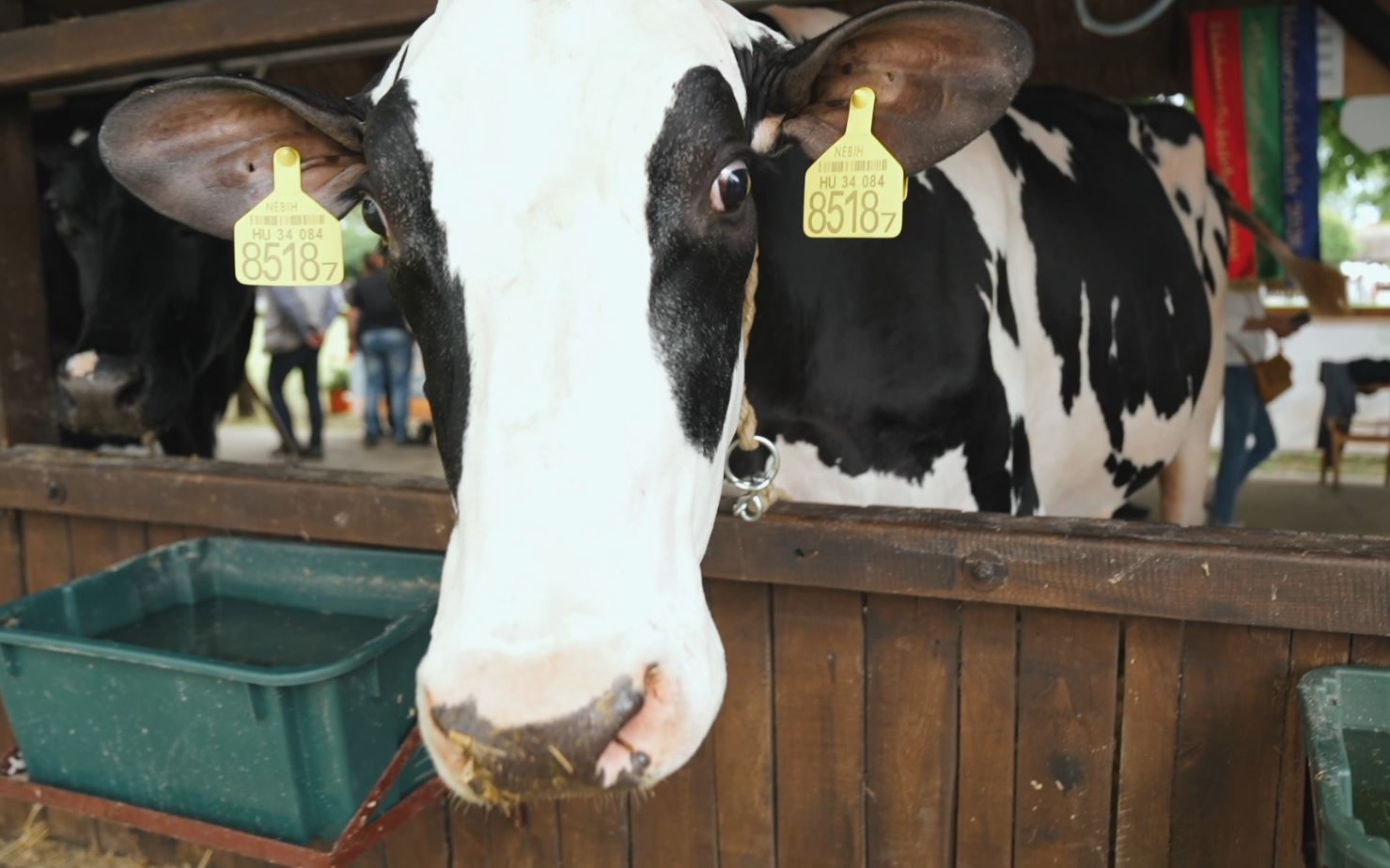 A legszebb tőgy díjától a Grand Champion címig jutott