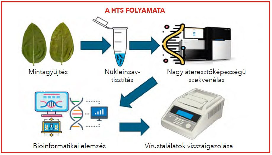 Rovarszennyeződés vagy valódi növényi vírus?