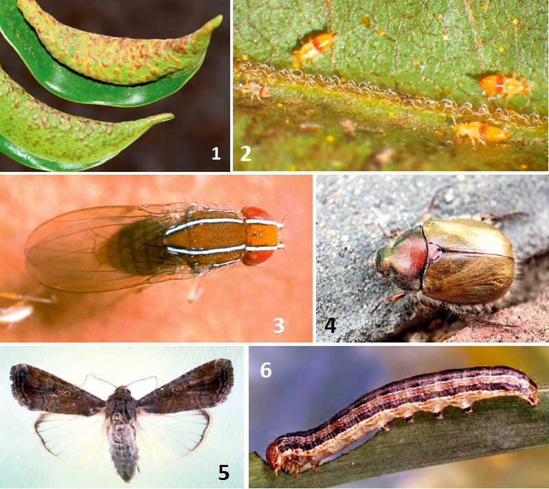 1. A Gynaikothrips uzeli gubacsszerűkinövéseket képez a szobafikusz levelén 2. Vöröscsíkos tripsz 3. Fügelégy 4. Proagopertha lucidula 5-6. Őszi sereghernyó lepkéje és hernyója Forrás: eppo.int, inaturalist.org, efsa.europa.eu, scitechdaily.com, insectimages.org, bfw.gv.at