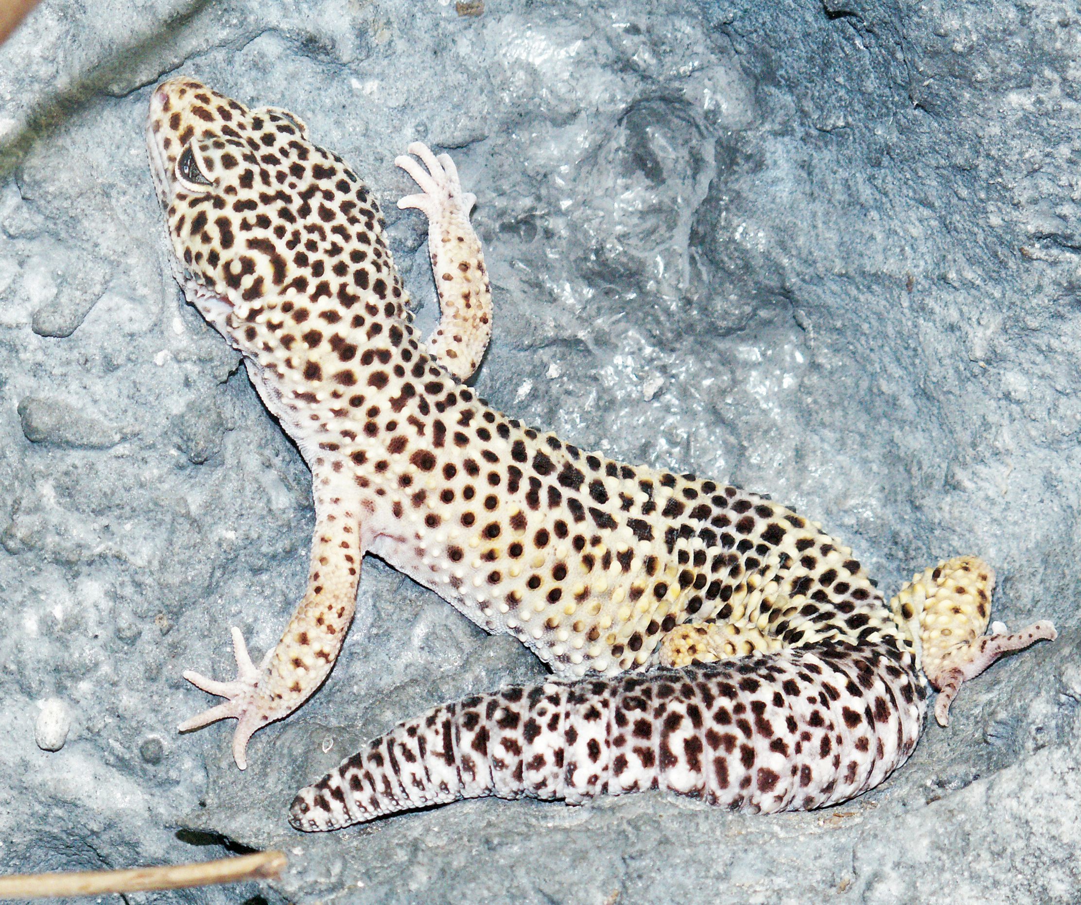 Leopárdgekkó