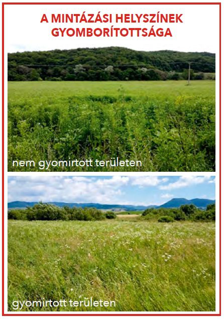 mintazasi helyszínek gyomorítottsága