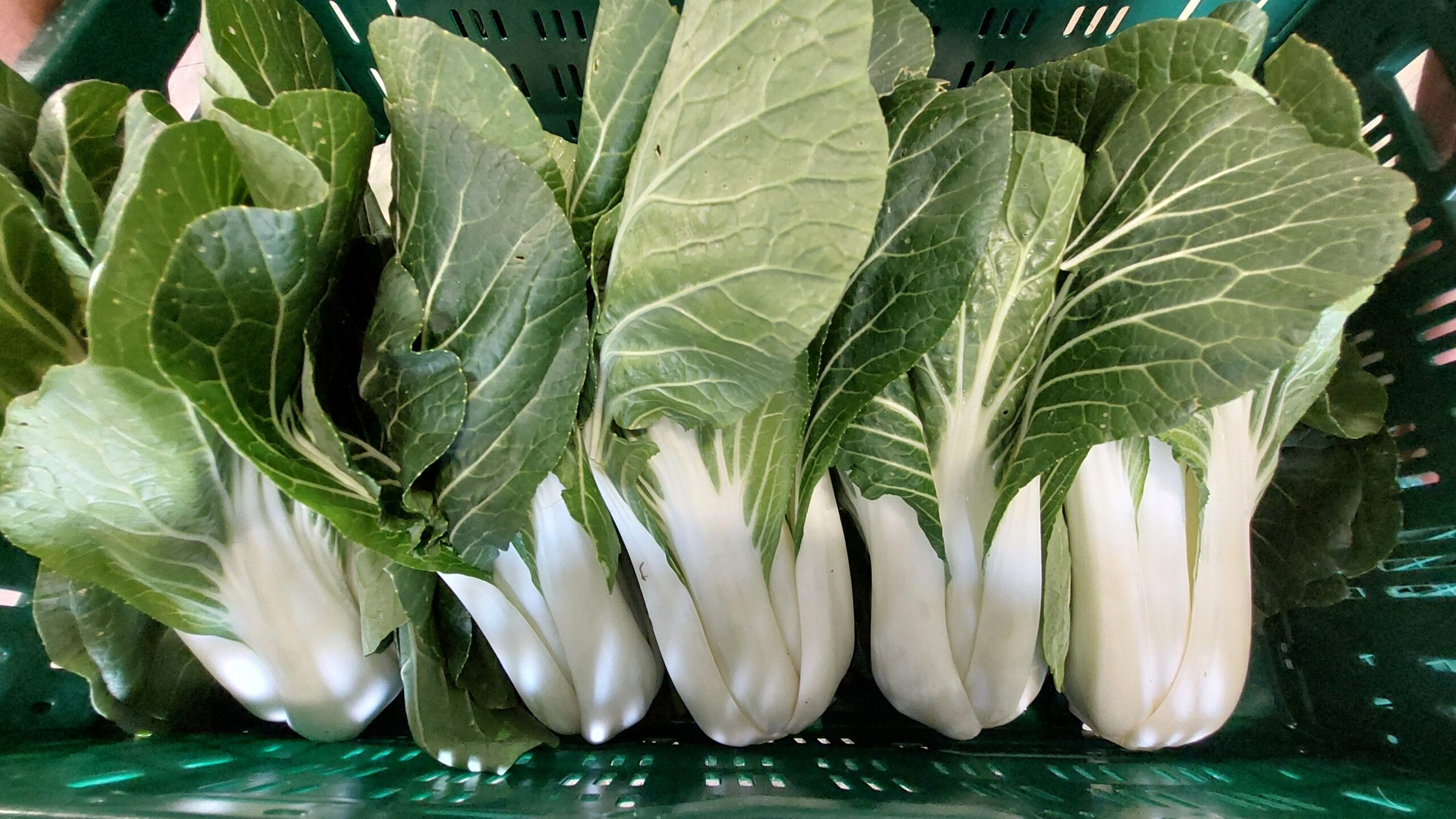 A pak choi termesztését a mind több ázsiai fogyasztó ösztönözte Fotó: Rimóczi Irén
