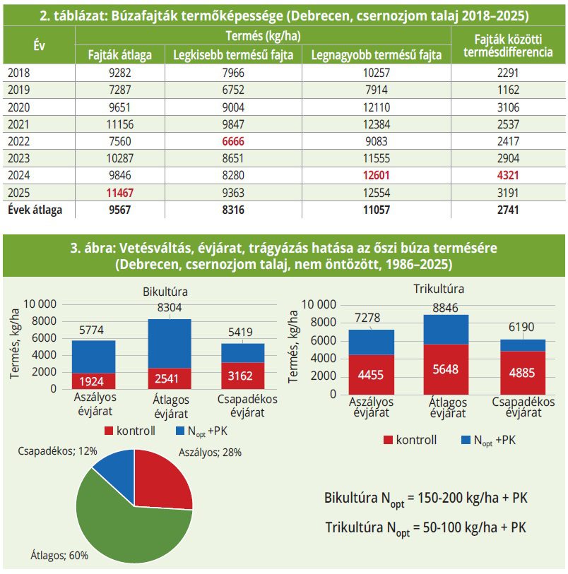 2. táblázat: Búzafajták termőképessége (Debrecen, csernozjom talaj 2018–2025) 3. ábra: Vetésváltás, évjárat, trágyázás hatása az őszi búza termésére (Debrecen, csernozjom talaj, nem öntözött, 1986–2025)