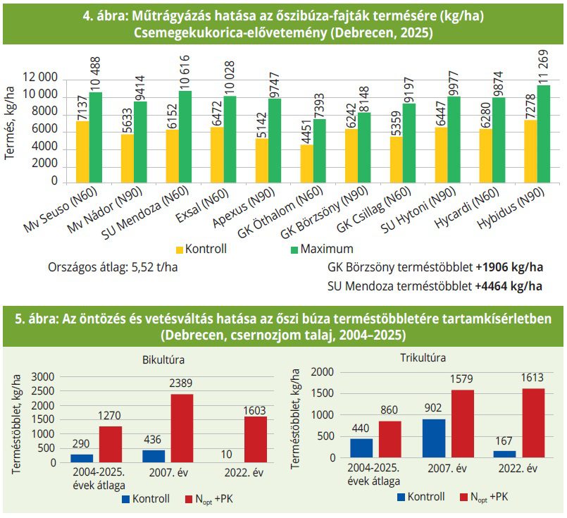 4. ábra: Műtrágyázás hatása az őszibúza-fajták termésére (kg/ha) Csemegekukorica-elővetemény (Debrecen, 2025) 5. ábra: Az öntözés és vetésváltás hatása az őszi búza terméstöbbletére tartamkísérletben (Debrecen, csernozjom talaj, 2004–2025)