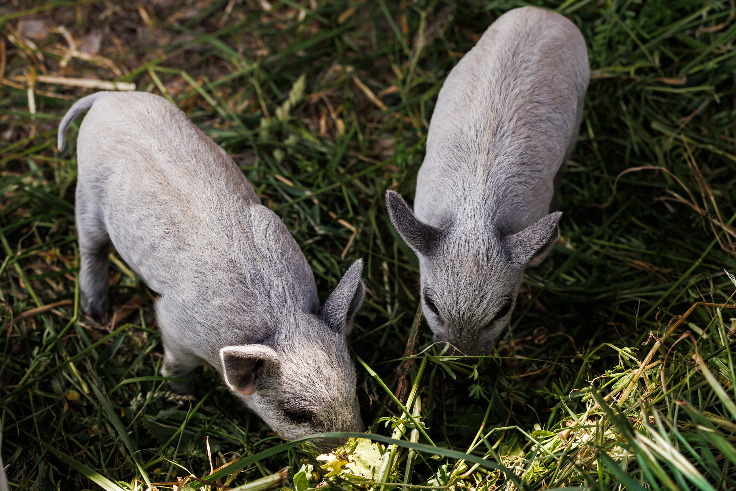 mangalica malacok