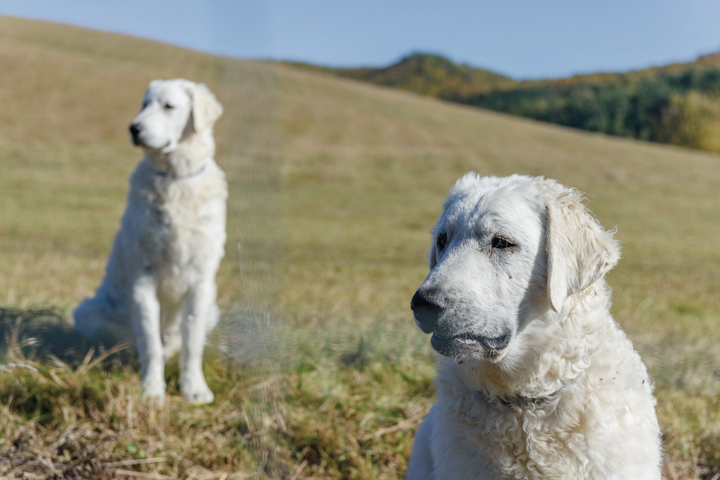 kuvasz juhászat sajomercse kiss gergő mmg