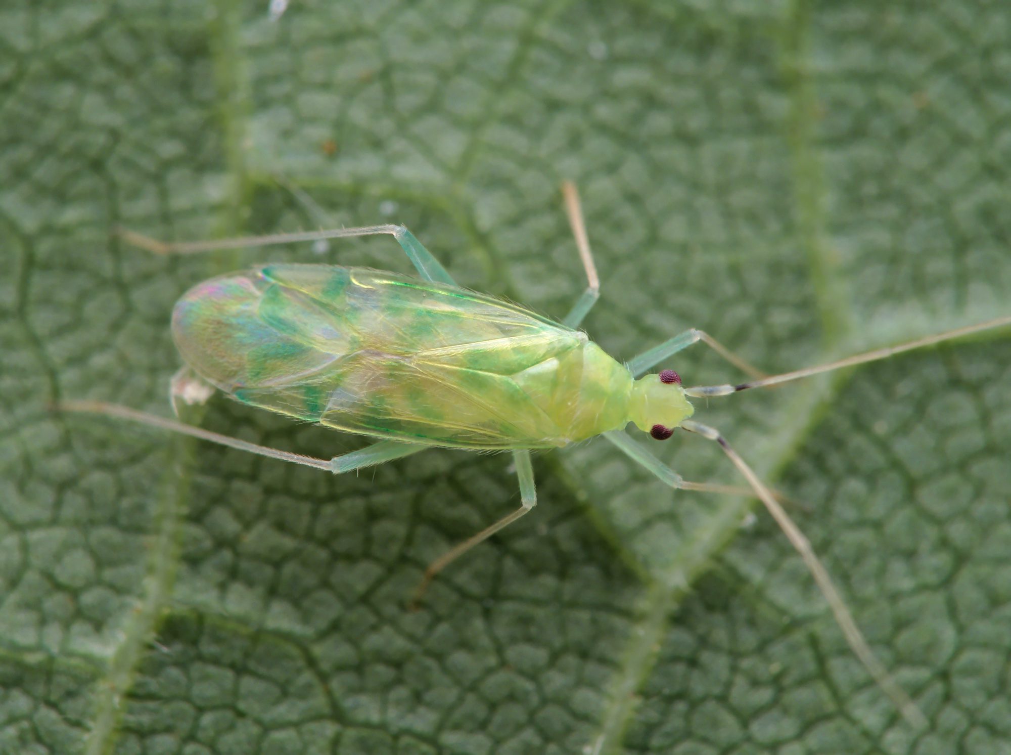 A mogyoró-fátyolpoloska (Malacocoris chlorizans) filigrán, zöldes színű ragadozó, amely elsősorban gyümölcsfák és cserjék levelein tizedeli az atkaállományt