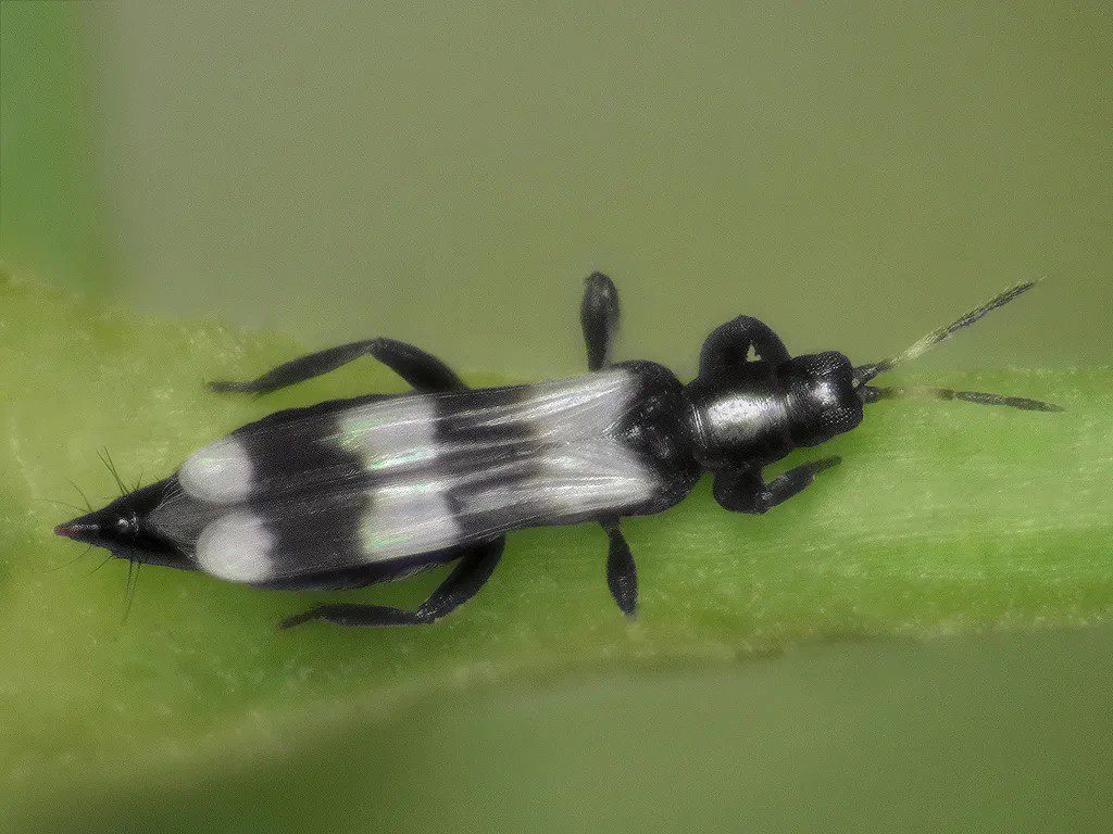 A közönséges ragadozó tripsz (Aeolothrips intermedius) aktívan pusztítja a kártevő atkákat és apró rovarlárvákat