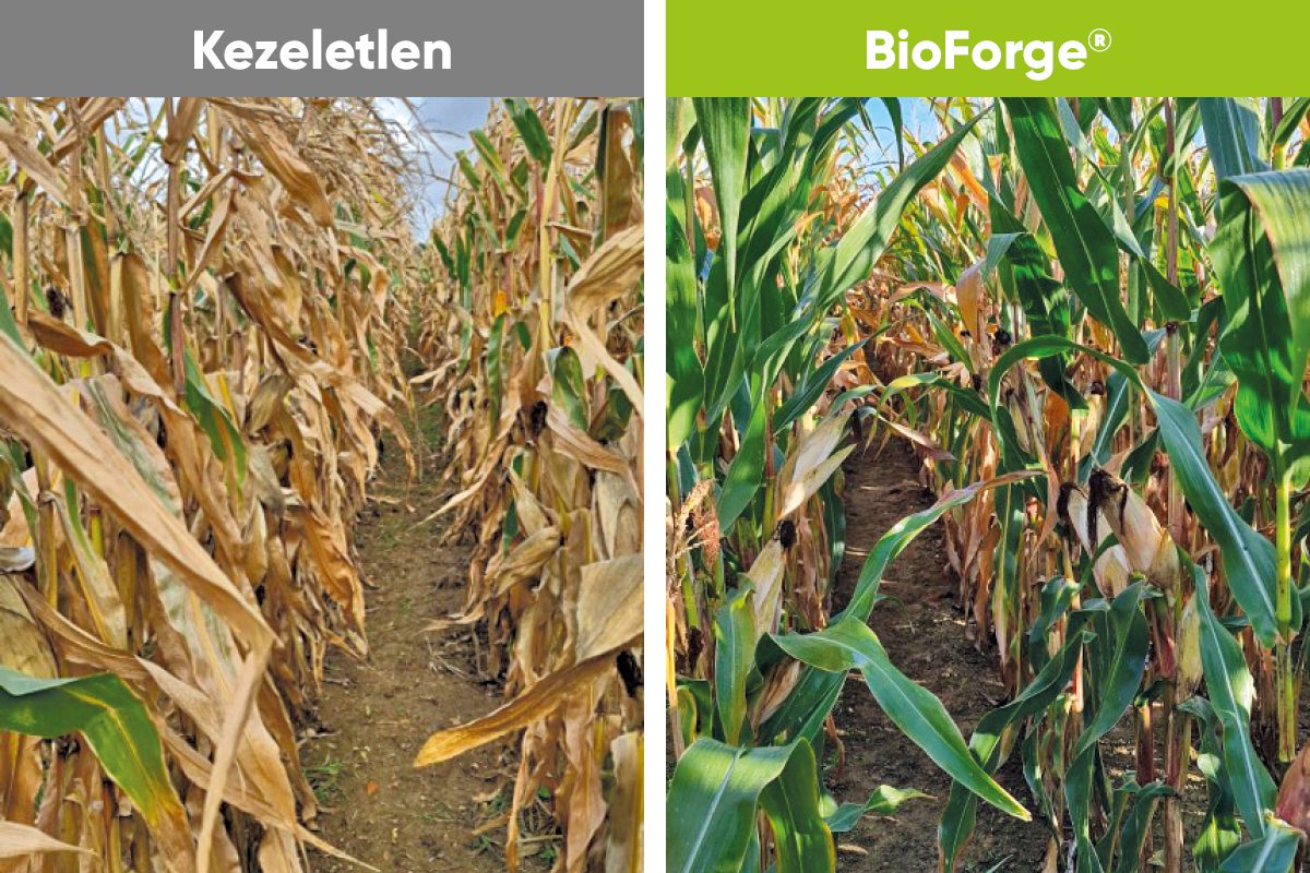 Corteva_Agriscience_BioForge_effect