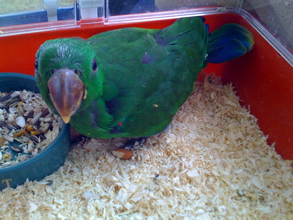 Magra szoktatás - 7 hetes fiatal malukui nemespapagáj (Eclectus roratus)