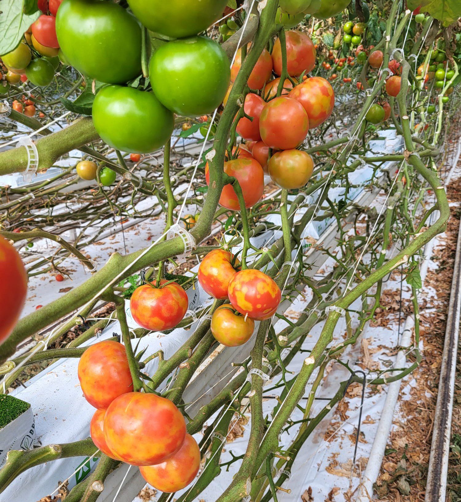 A kialakuló foltok eladhatatlanná teszik a termést