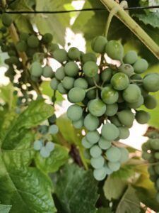 Verjus: a kedvenc „savanyú mustom”