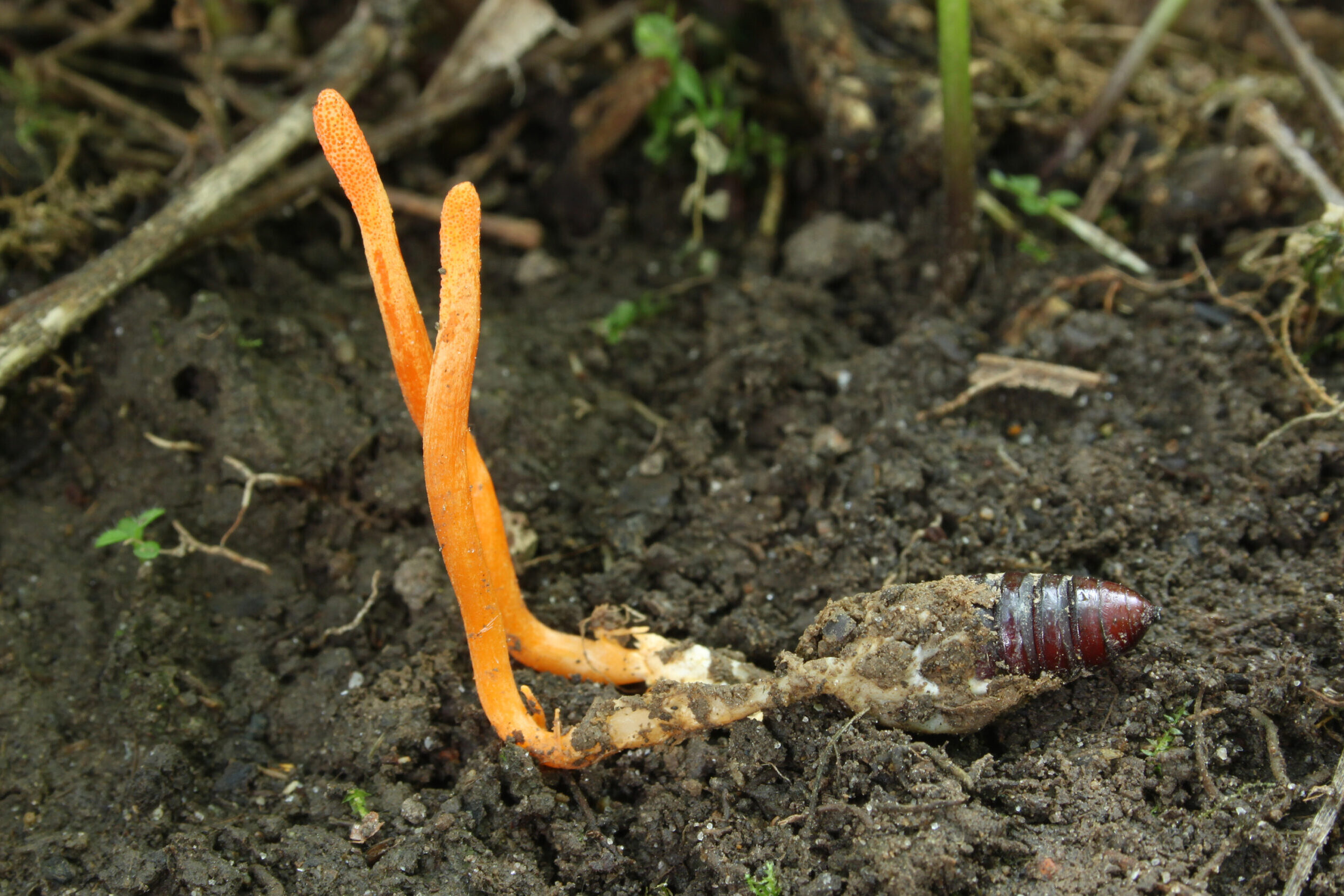 cordyceps militaris gomba
