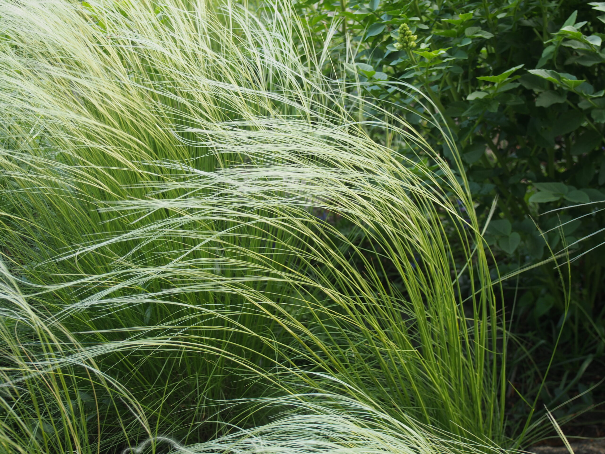Szomjazó kertek új szemlélete a xeriscaping