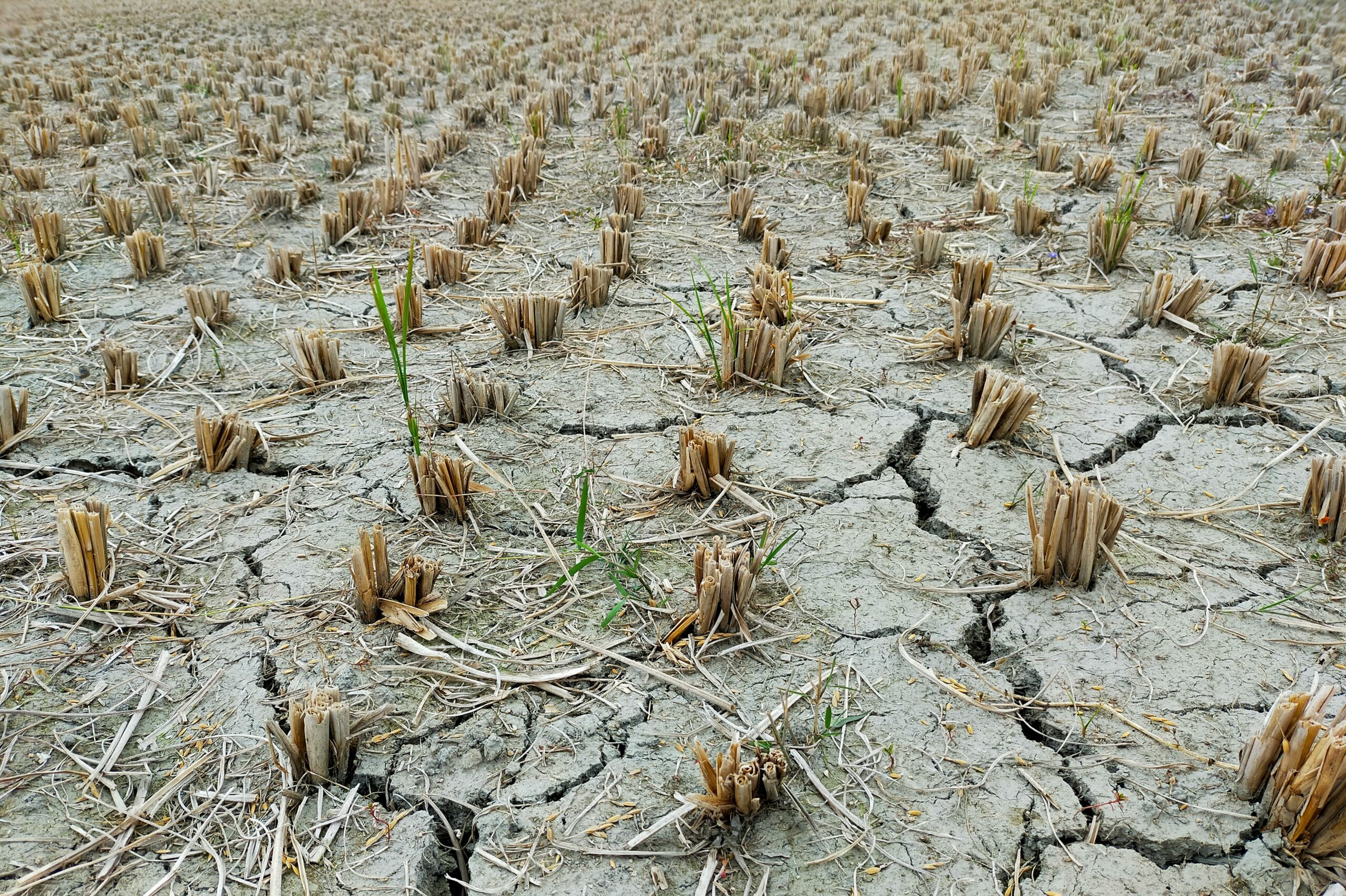 Biológiai készítmények az agráriumban