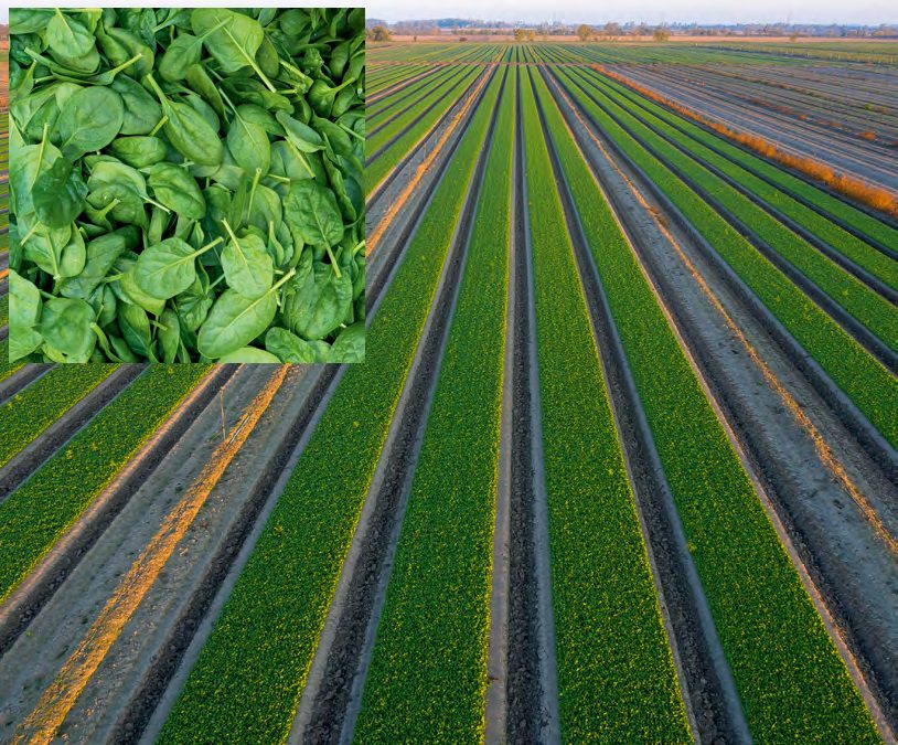 Babyleaf célúspenótvetemény Bábolnán