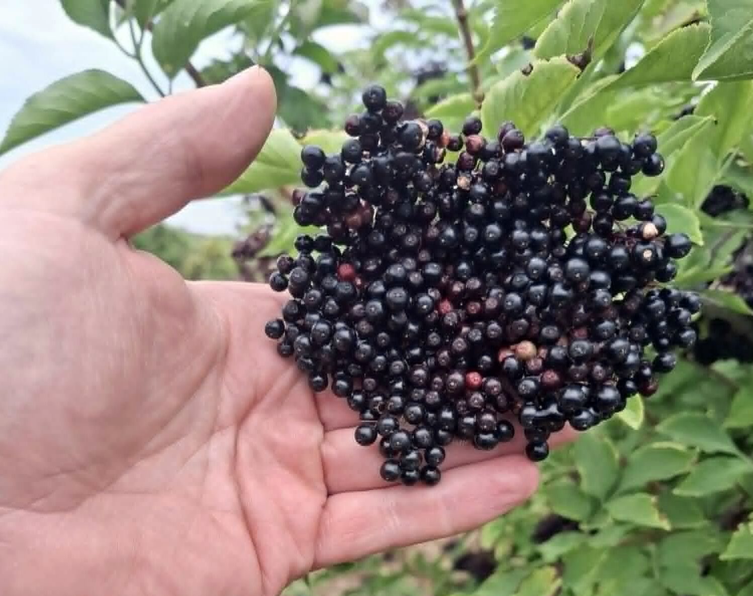 A bodza a harmadik legnagyobbtermőterületet foglalja el a tészhez tartozó ültetvényeken