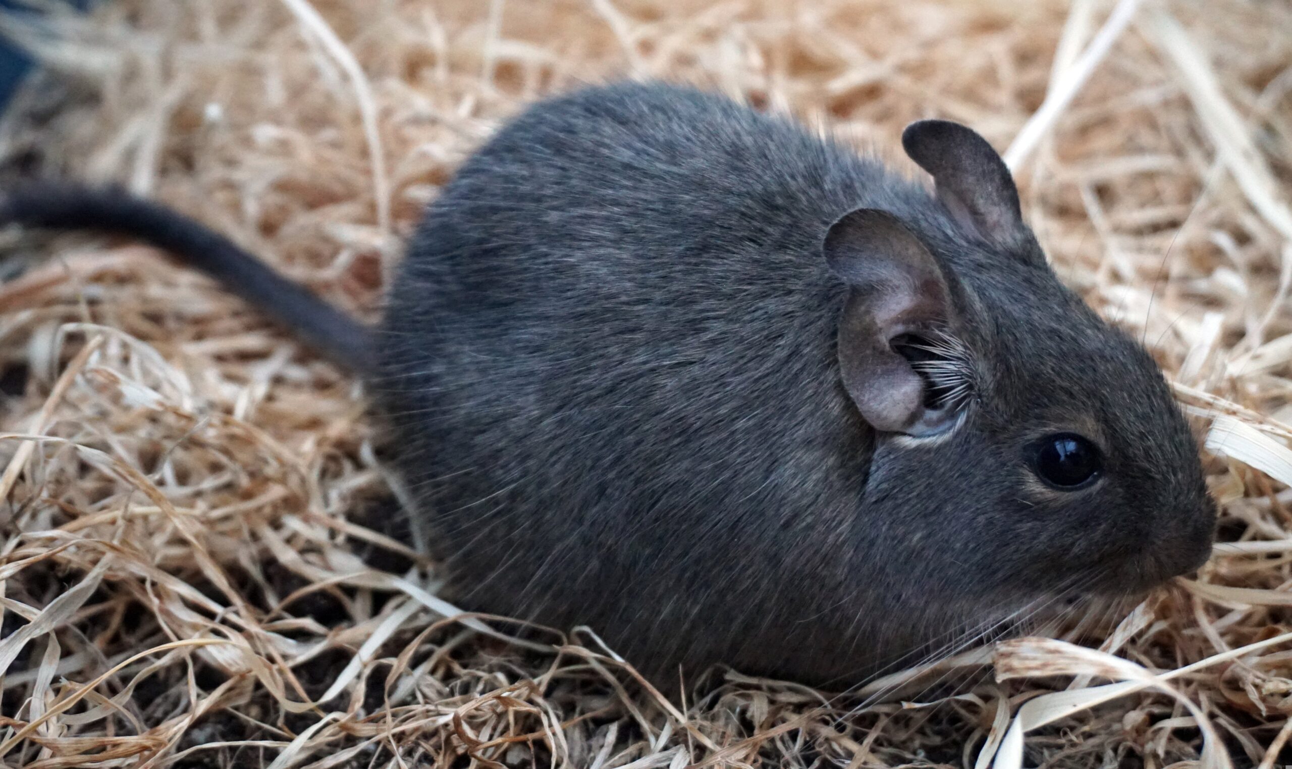 degu rágcsáló kisállat hobbiállat