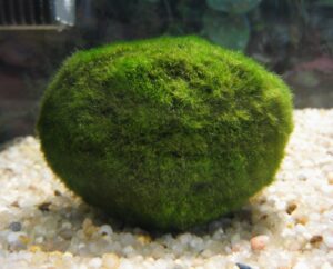 Gömbmoha, szobanövények