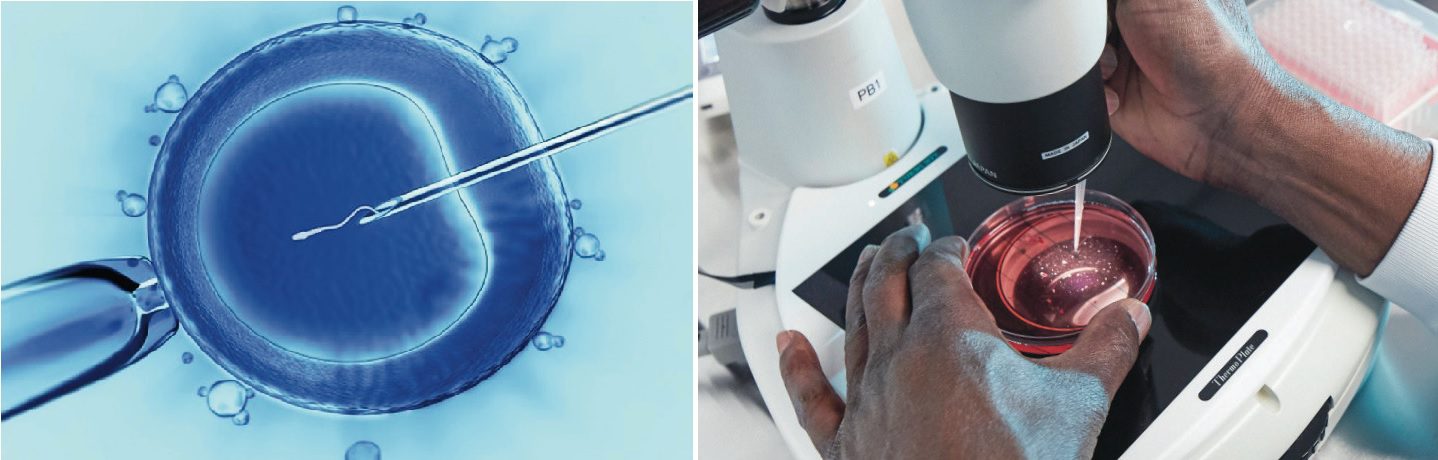 Az IVF az in vitro fertilizáció (latinul: „üvegben történő megtermékenyítés”) rövidítése. Esetünkben olyan asszisztált reprodukciós technika, amely során a petesejtek megtermékenyítése a kanca testén kívül, laboratóriumi körülmények között történik, majd a létrejött embriót a méhbe visszahelyezve hozzák létre a vemhességet