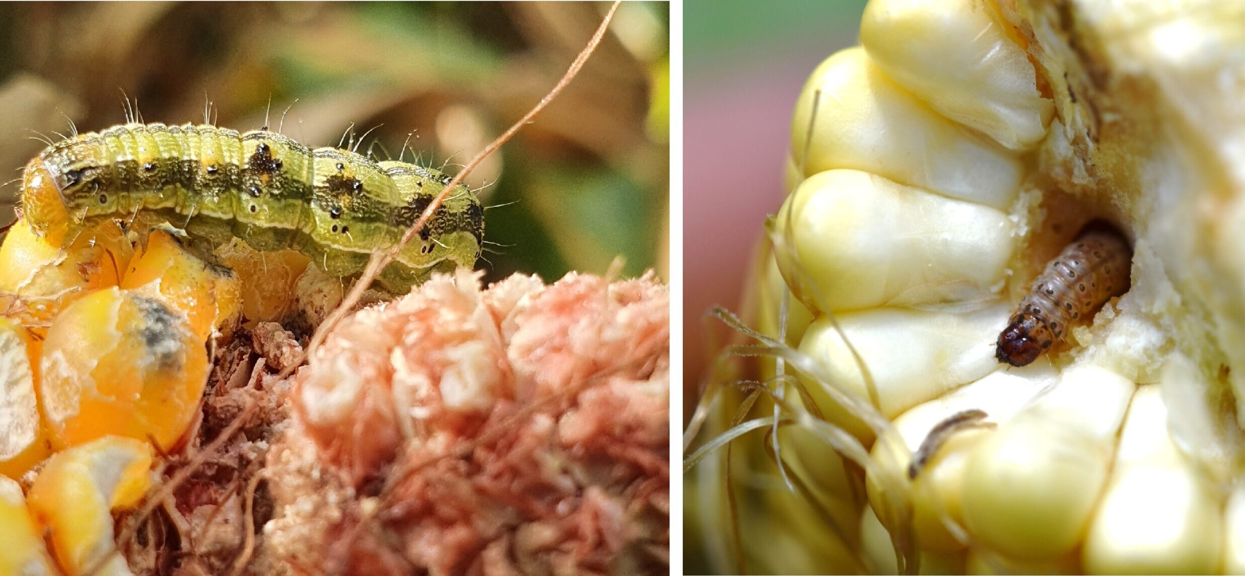 Gyapottok-bagolylepke és kukoricamoly lárvái kukoricacsőben (Fotó: KITE Zrt.)