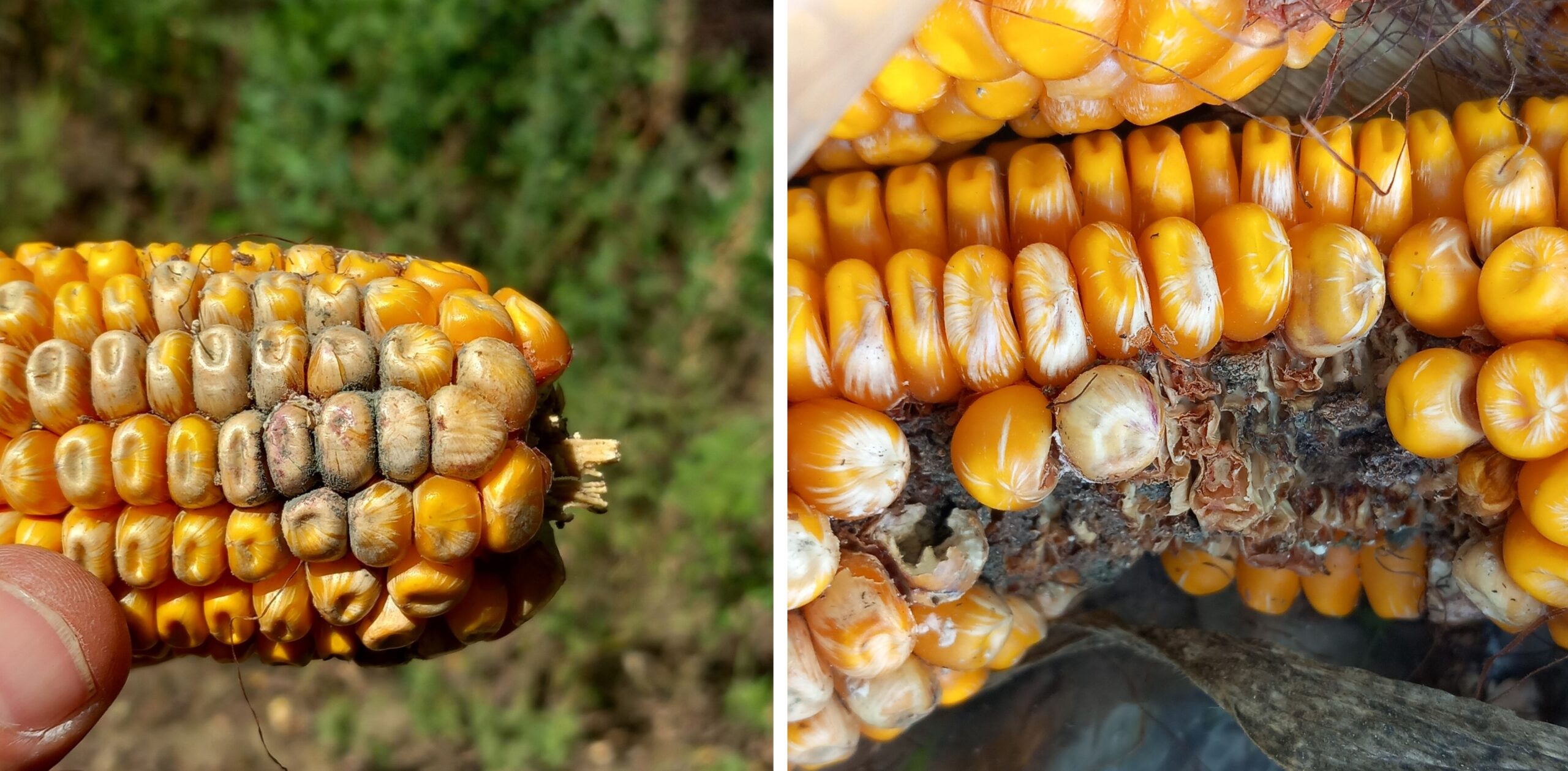 Balra Aspergillus flavus okozta fertőzés, jobbra Fusarium spp. kukoricában (Fotó: KITE Zrt.)