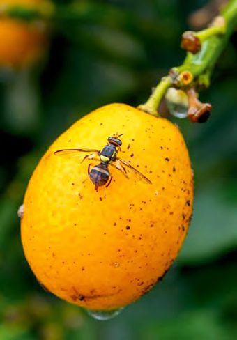Dél-Európában már több helyenazonosították a Bactrocera dorsalis gyümölcslegyet, főként citrusok termésein