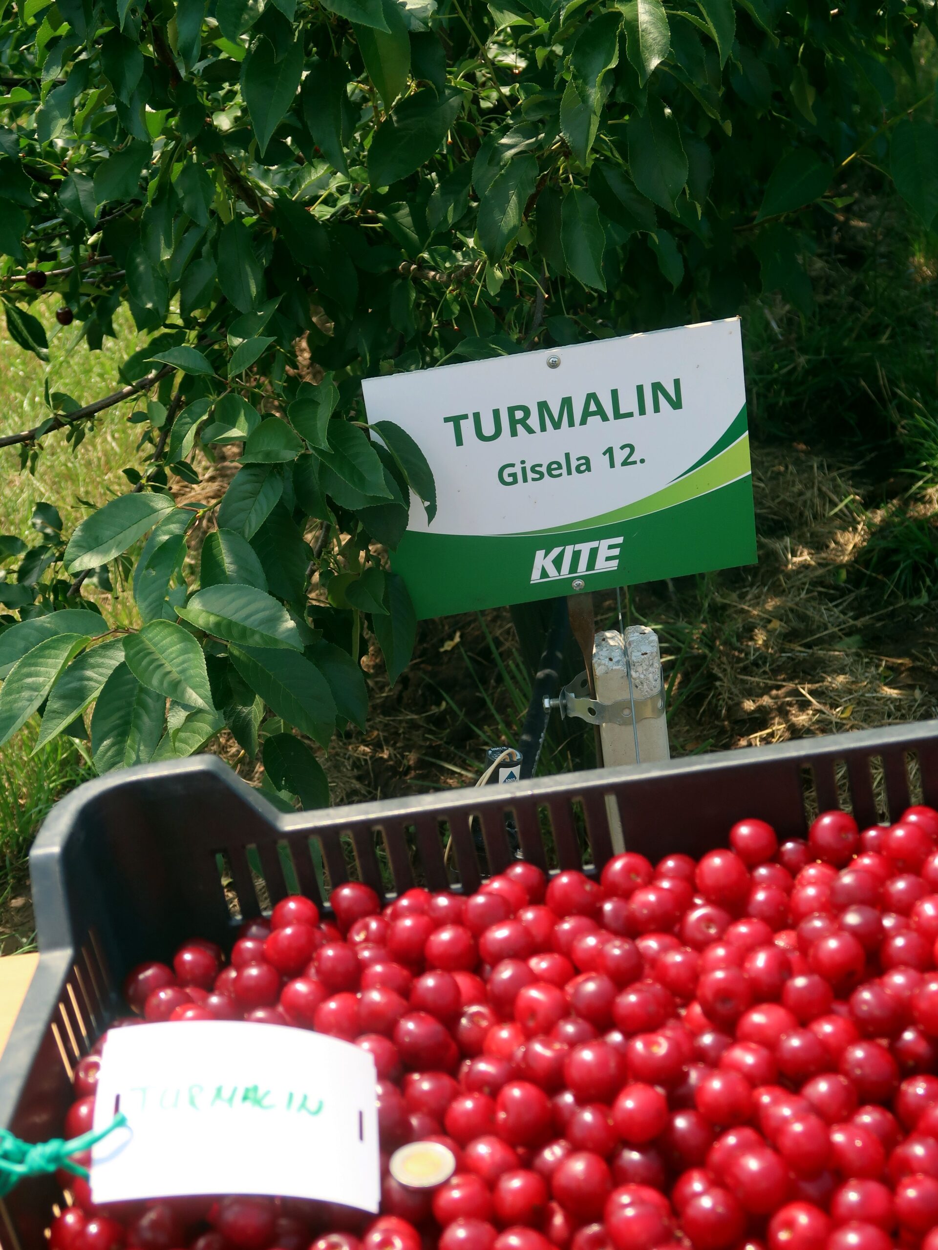 Turmalin, GiSelA 12 alanyonFotó: Avar L.