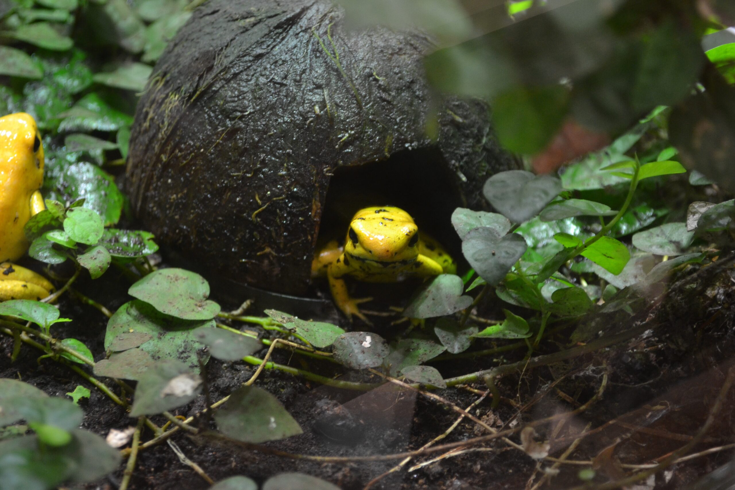 Rettenetes nyílméregbéka terráriumban (Phyllobates terribilis)