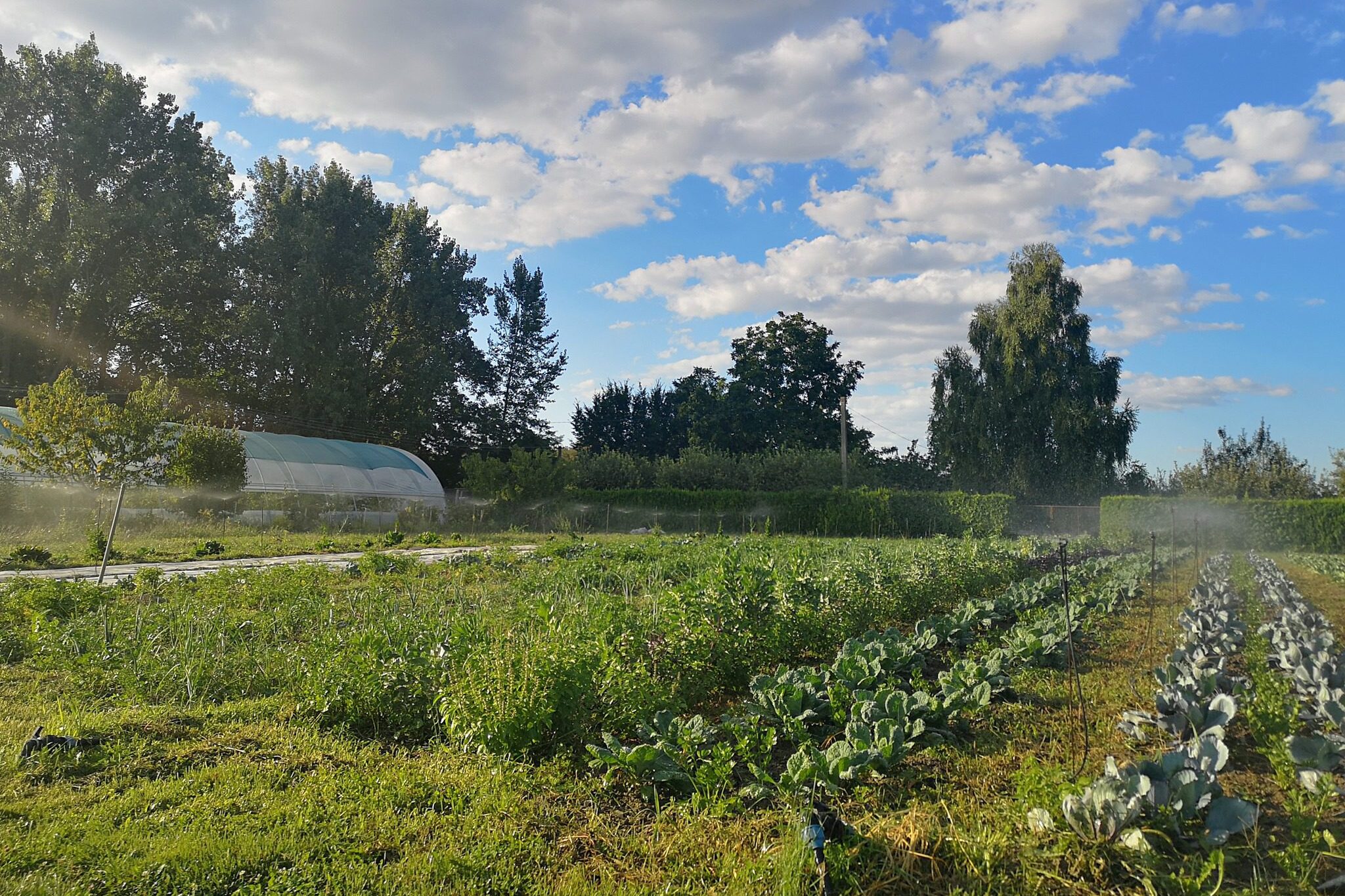 Fotó: Dunaszigeti Zöldségközösség