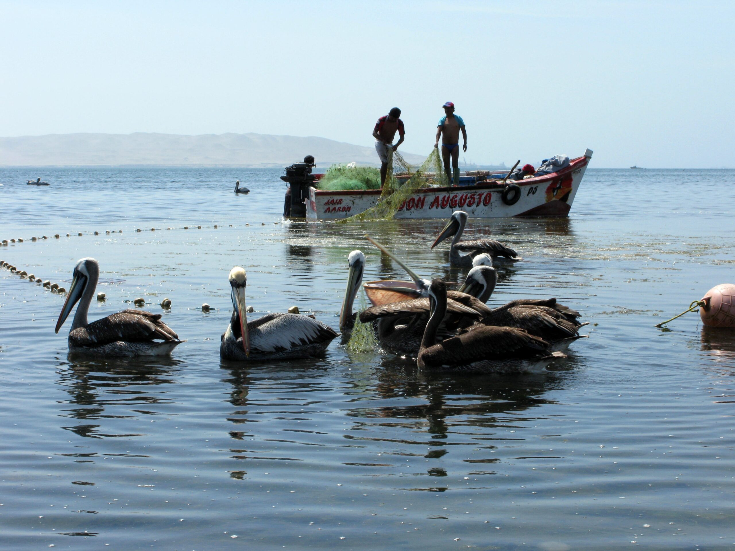 pelikán peru halászat halgazdálkodás