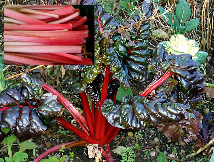 rebarbara