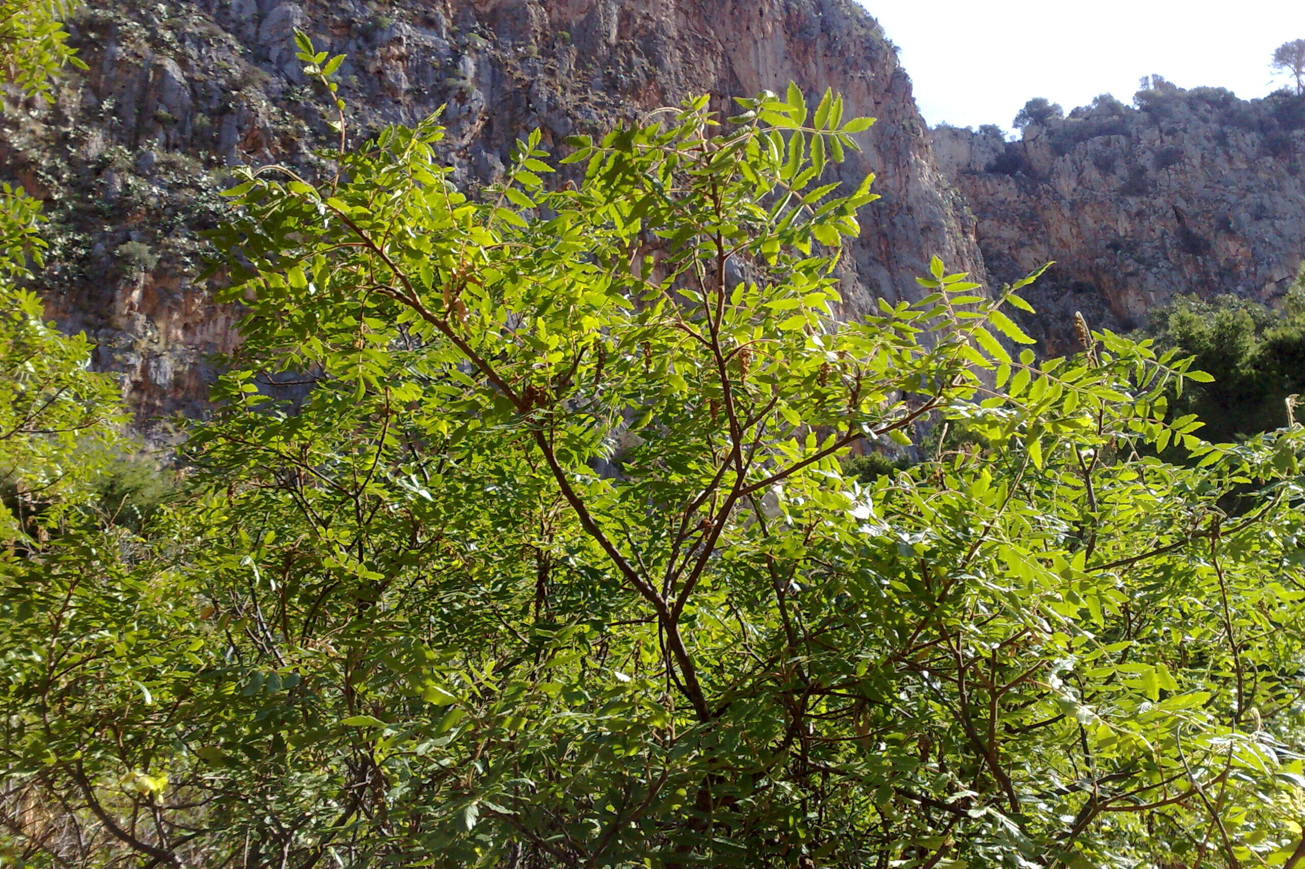 rhus coronaria