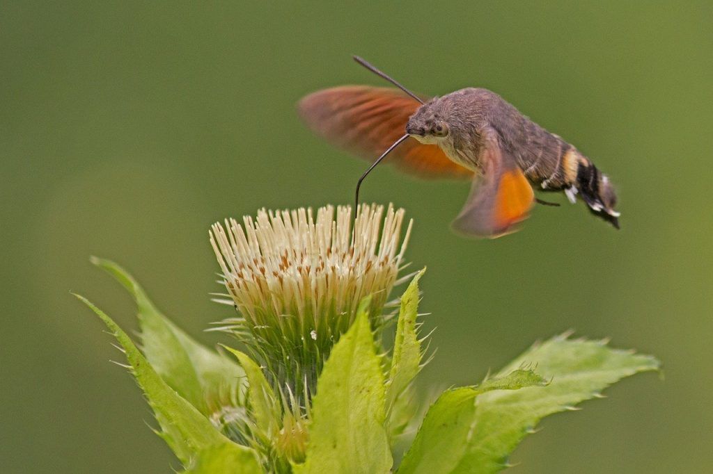 A kacsafarkú pödörnye, avagy a mi kolibrink