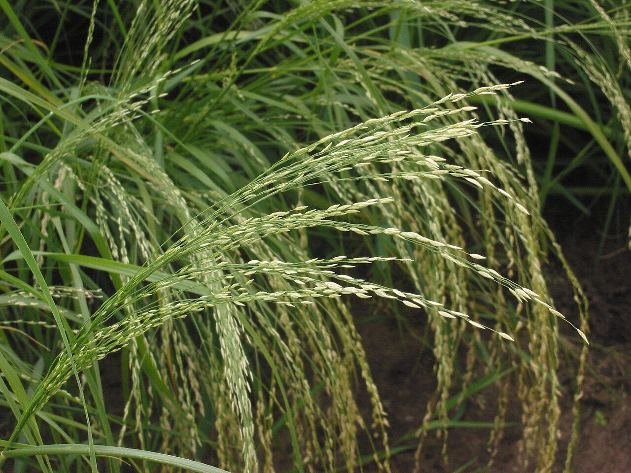 teff abesszin tőtippan