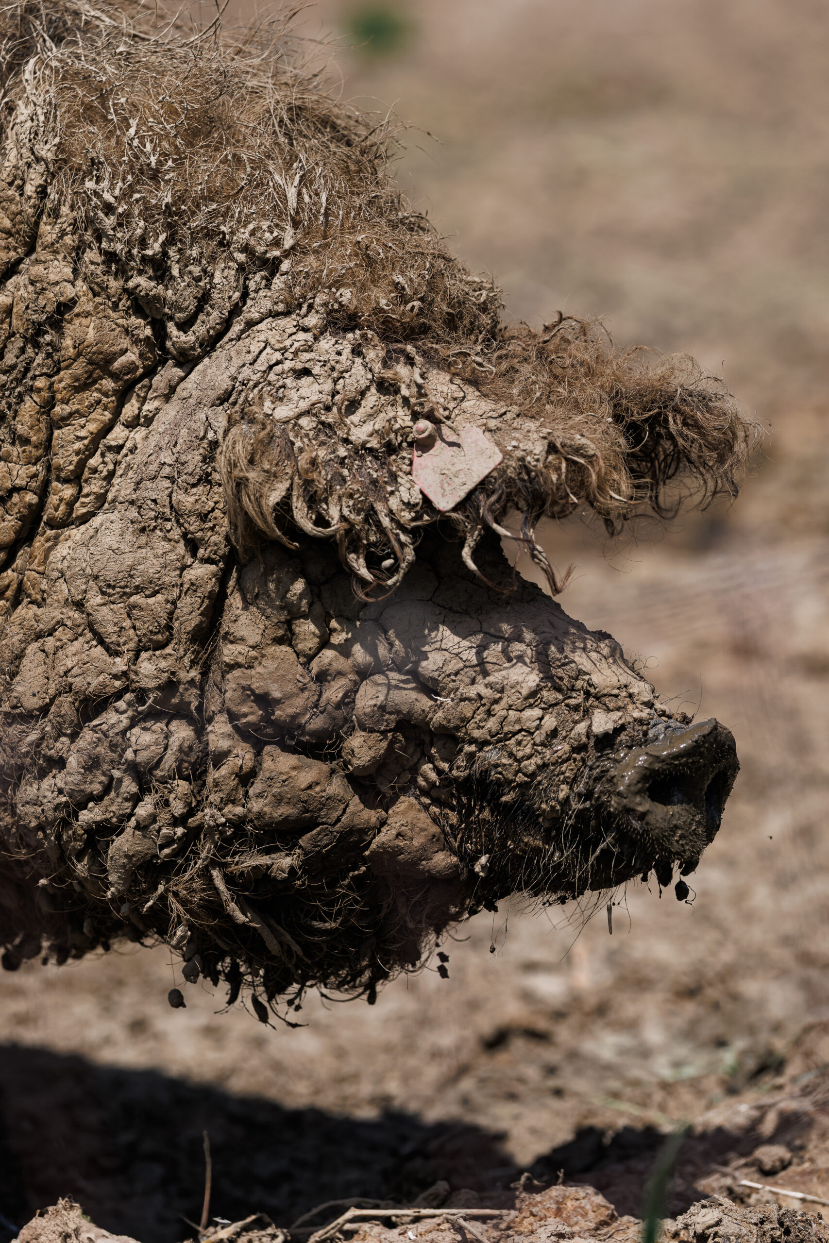 saras mangalica