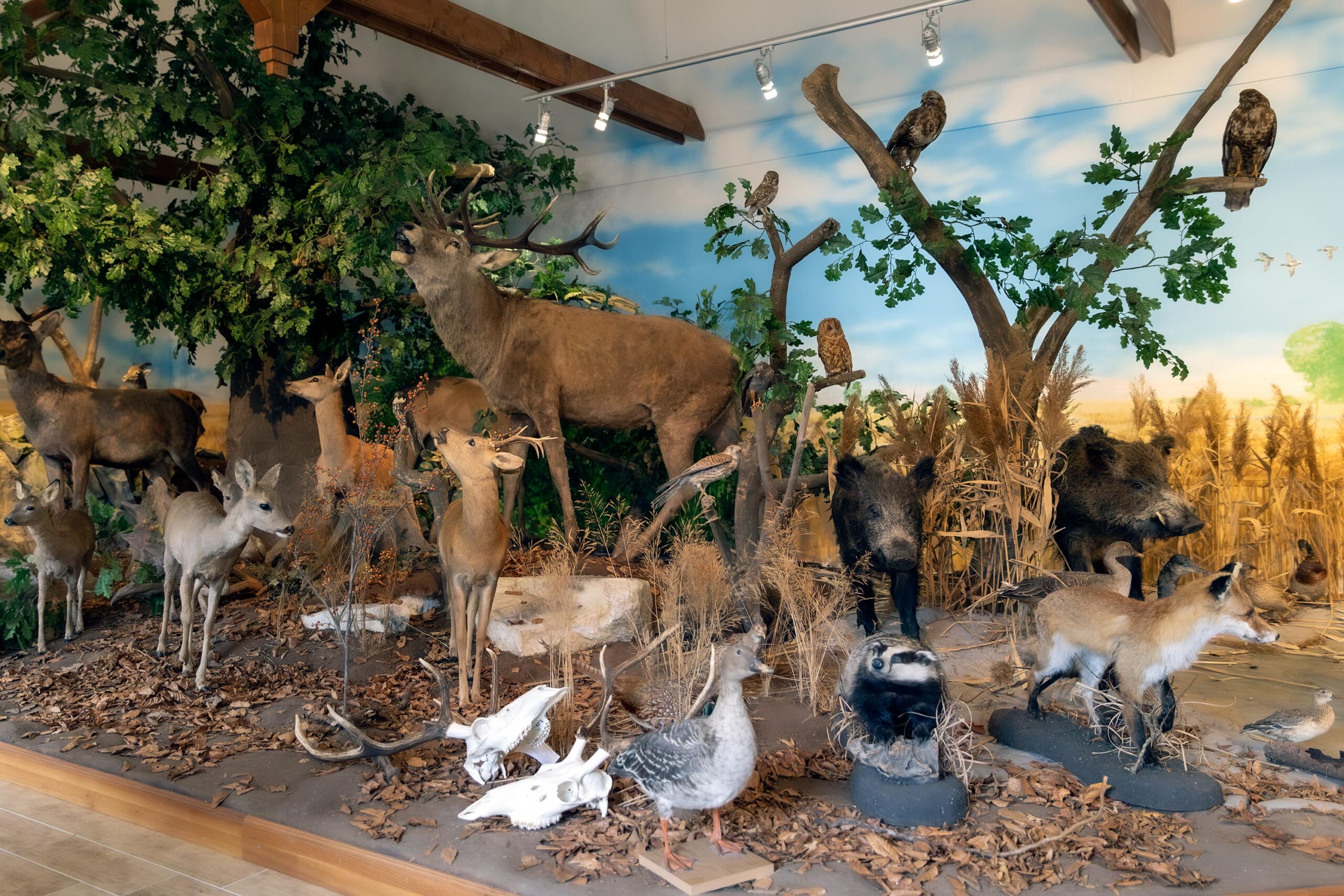 Fekete_Istvan_Diorama Hubertus Erdészeti Erdei Iskola