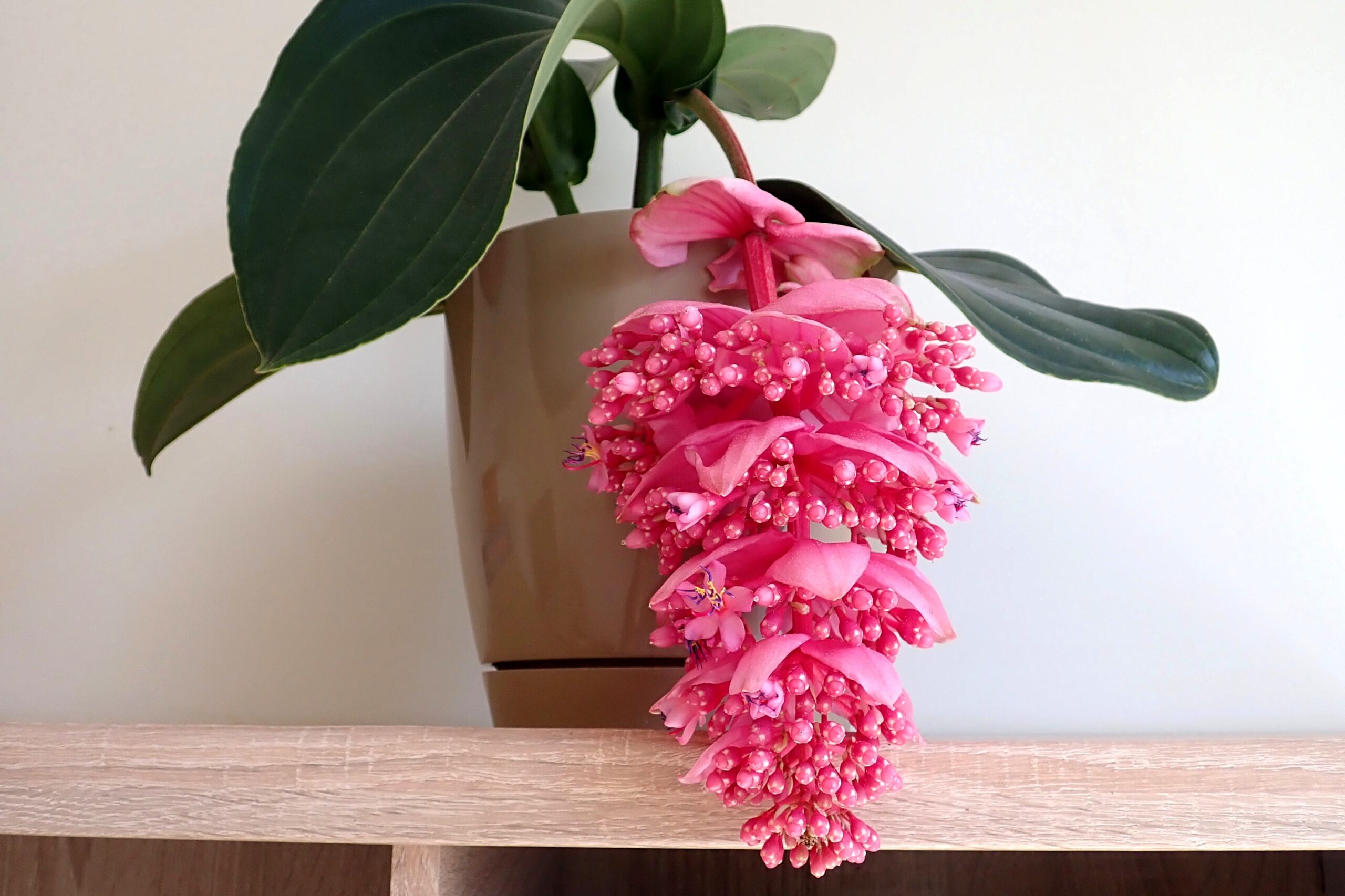 medinilla