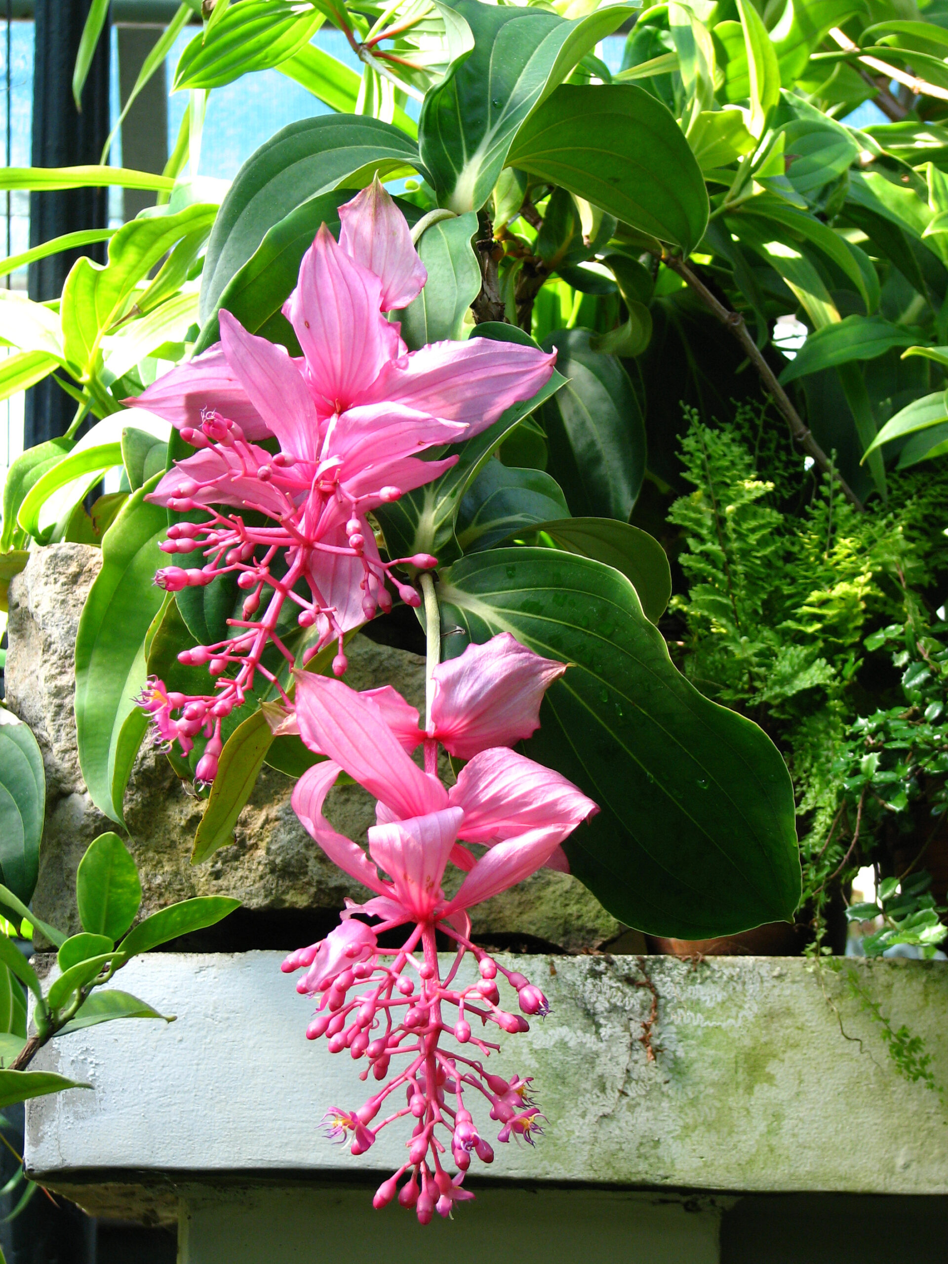 medinilla