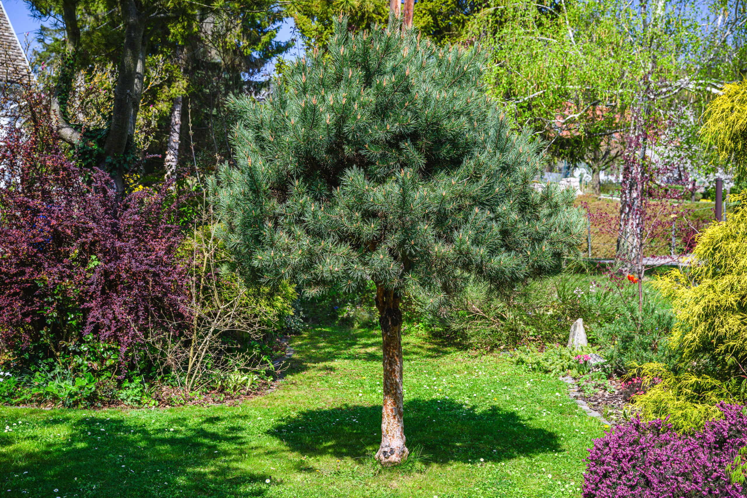 mamutfenyő (szecsuani ősfenyő) sárga lombú változata (Metasequoia glyptostroboides ’Goldrush’)