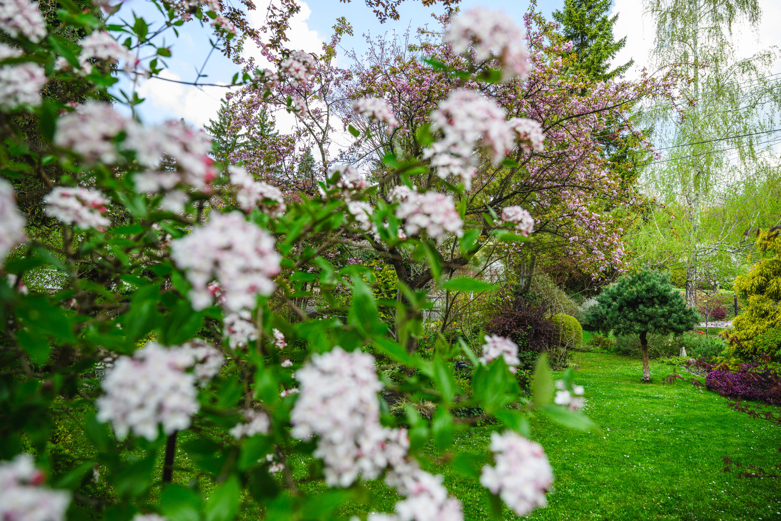 Obanya_26_csn_043 díszkert díszcserje arborétum kert kertészet