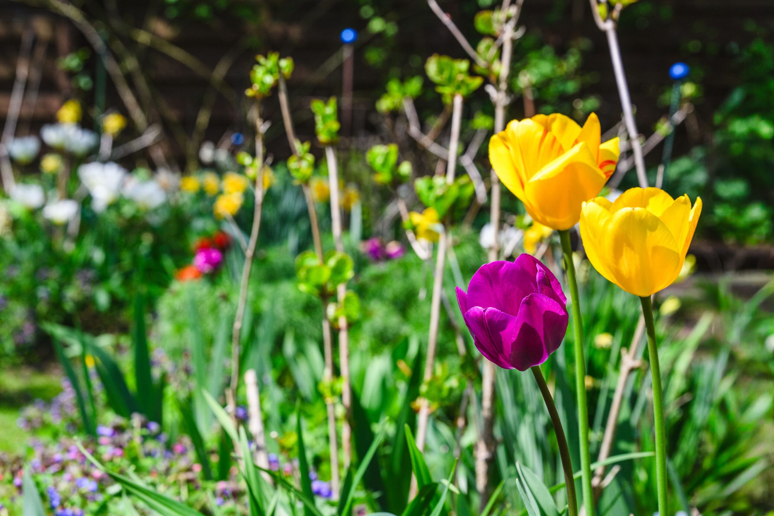 Obanya_26_csn_048 tulipán hagymások kert kertészet tavasz