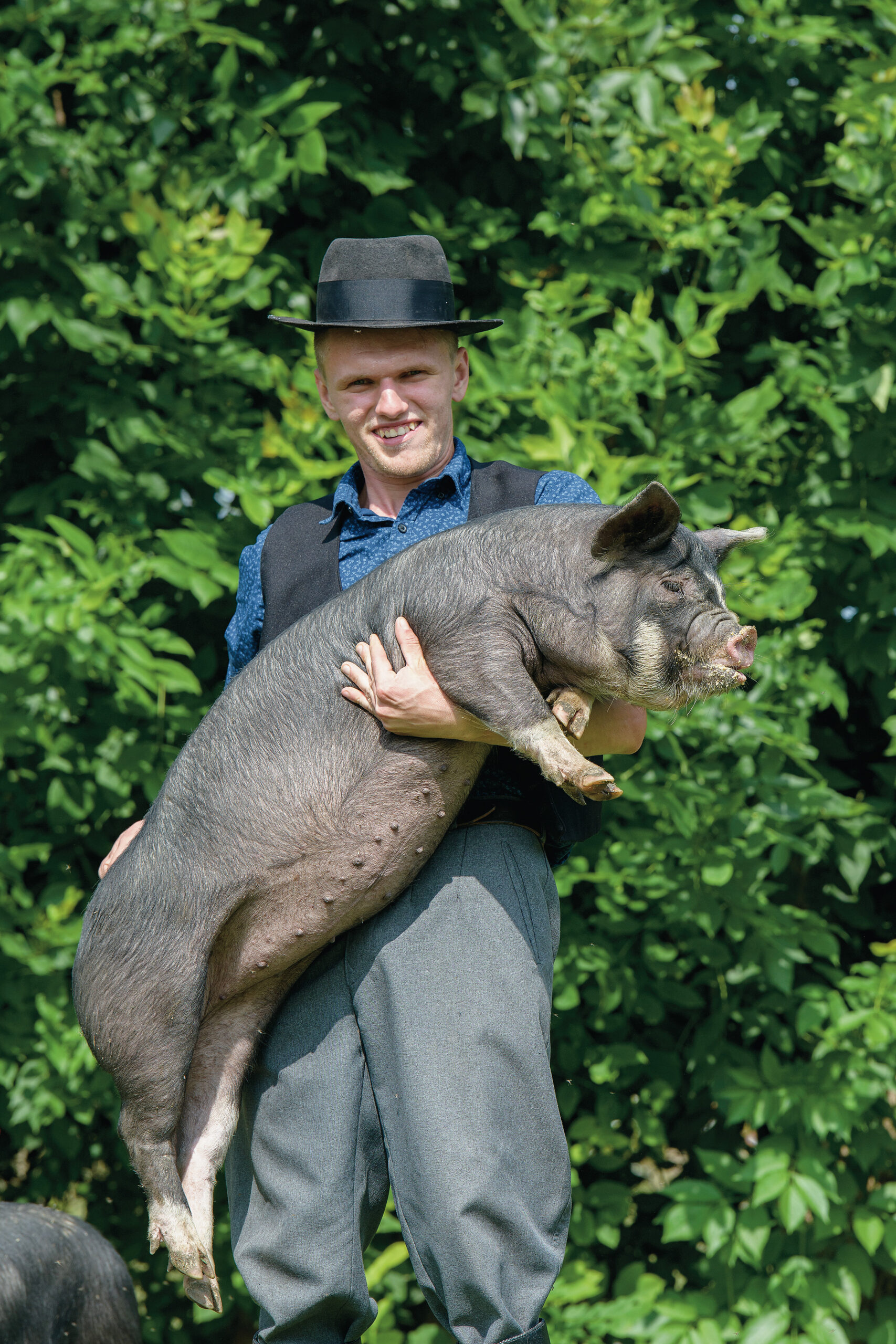 berkshire sertés