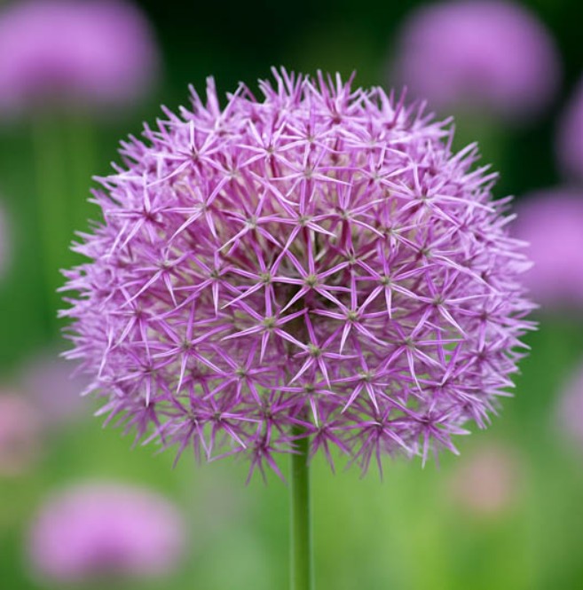 Allium christophii