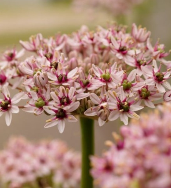 Allium ’Red Eye’