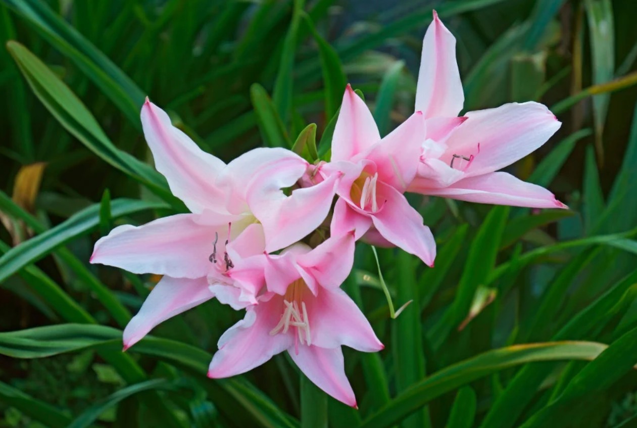 ×Amarcrinum