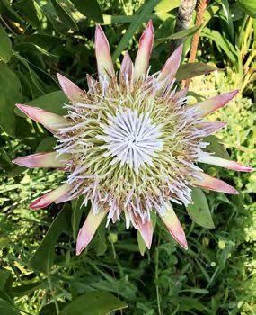 Királyprotea (Protea cynaroides)a dél-afrikai gyűjteményben