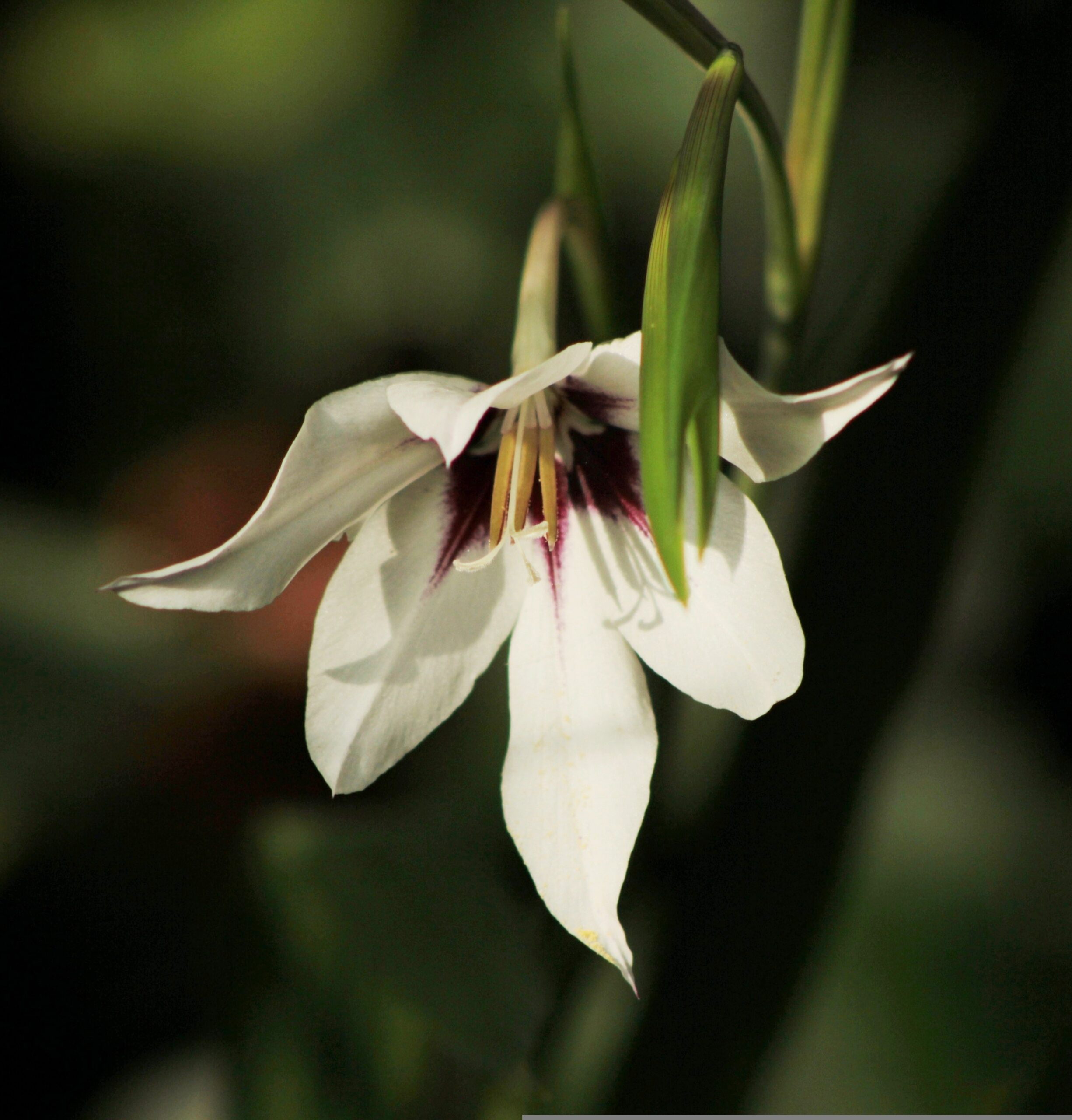 Gladiolus murielae