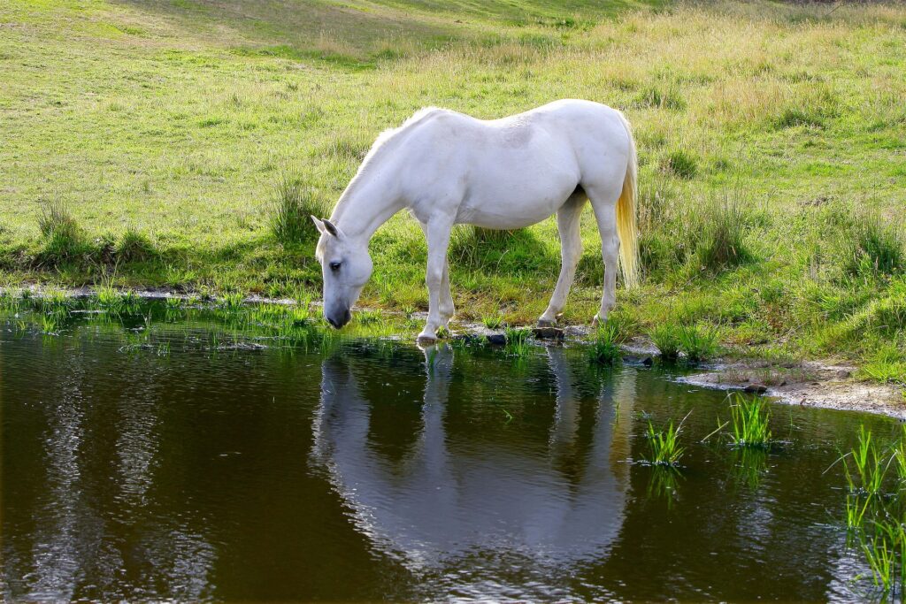 pixabay ló hőstressz