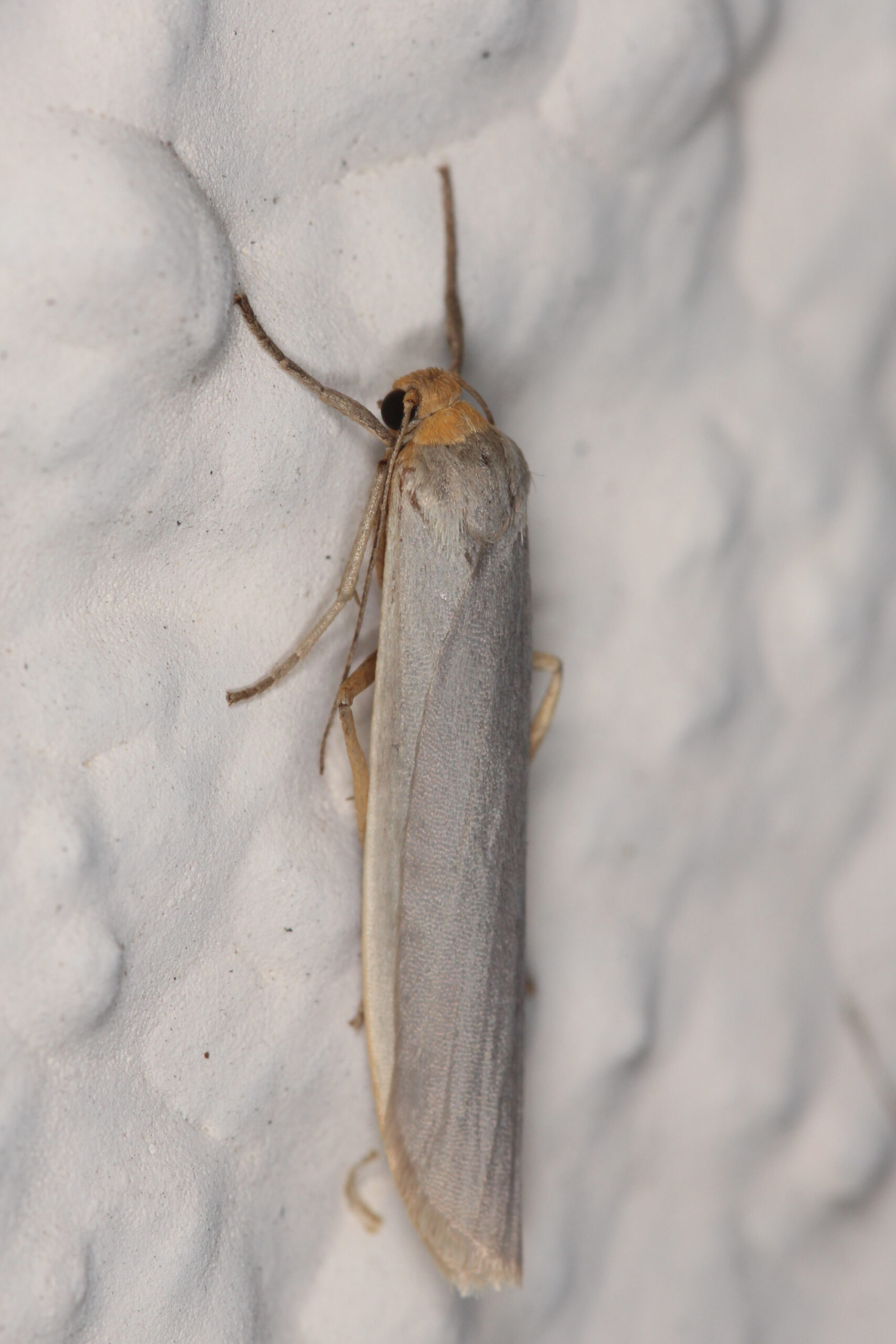 Kis viaszmoly (Achroia grisella)